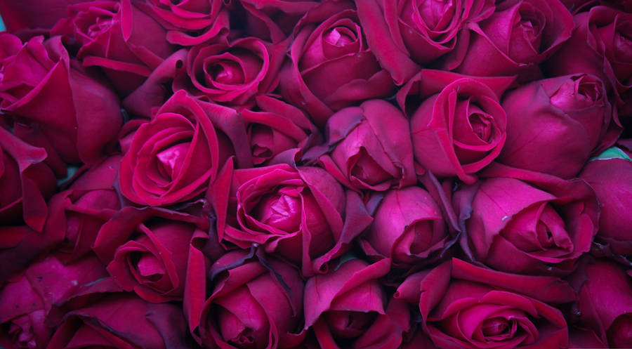 Caption: Mesmerizing Cluster Of 4k Pink Roses Wallpaper