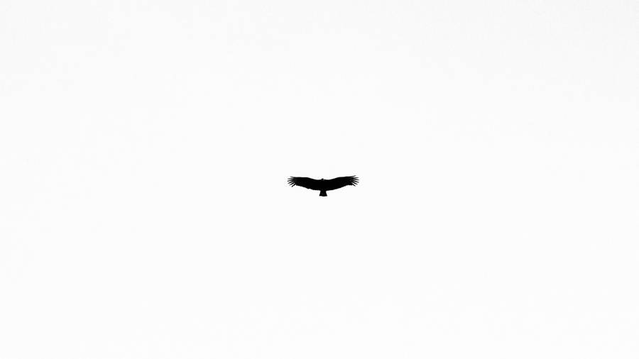 Caption: Minimalist White Abstract Art Wallpaper