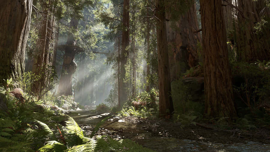Caption: Serene Forest Of Endor Wallpaper