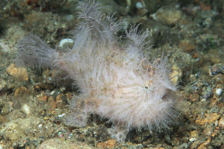 Caption: Spectacular Frogfish Resting On Coral Reef Wallpaper