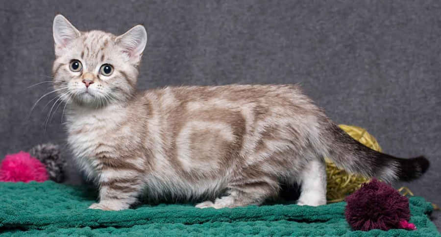 Caption: Stunning Munchkin Cat Lounging In Leisure Wallpaper