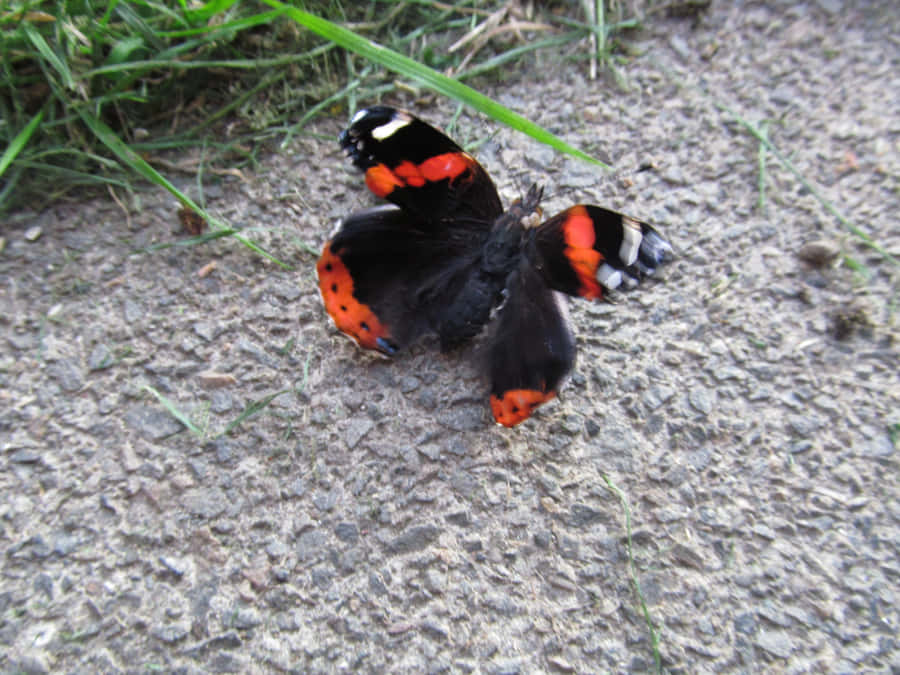 Caption: Stunning Red Admiral Butterfly On A Flower Wallpaper