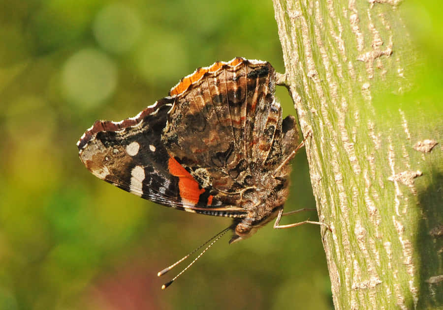 Caption: Stunning Red Admiral Butterfly Resting On A Leaf Wallpaper