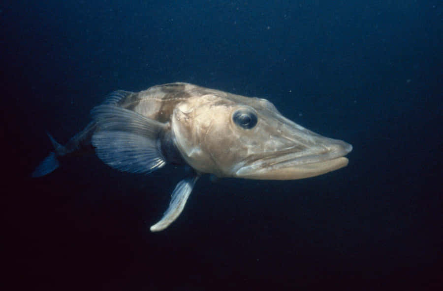 Caption: The Majestic Display Of The Underwater World: Icefish In Its Natural Habitat Wallpaper