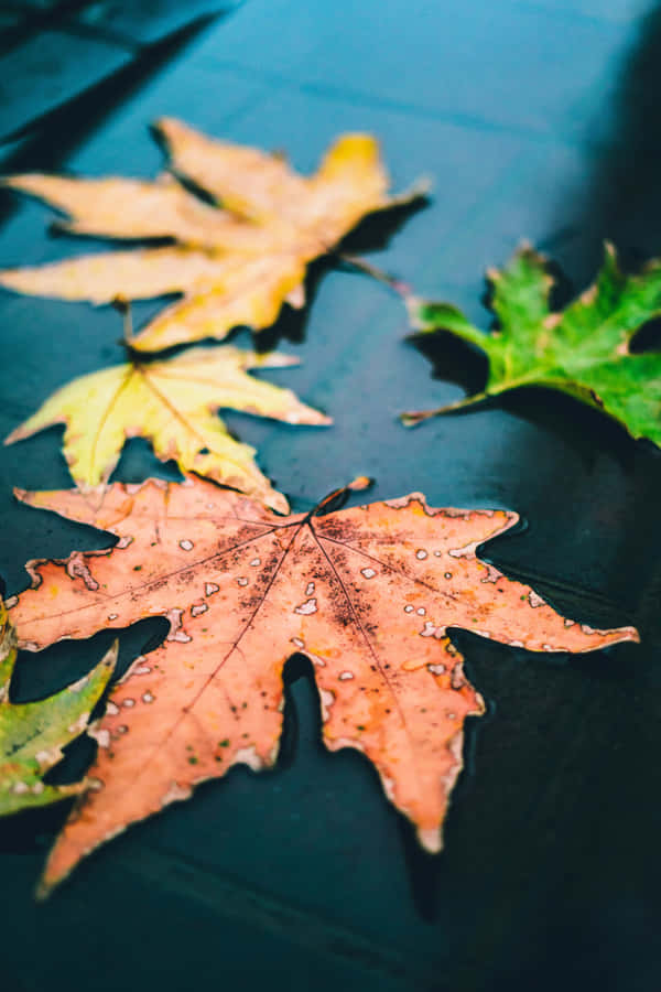 Caption: Tranquil Fall Rain In The Forest Wallpaper