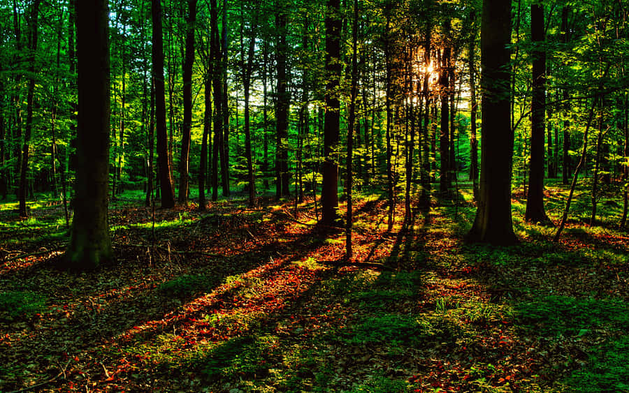 Caption: Vibrant Spring Sunshine In Nature Wallpaper