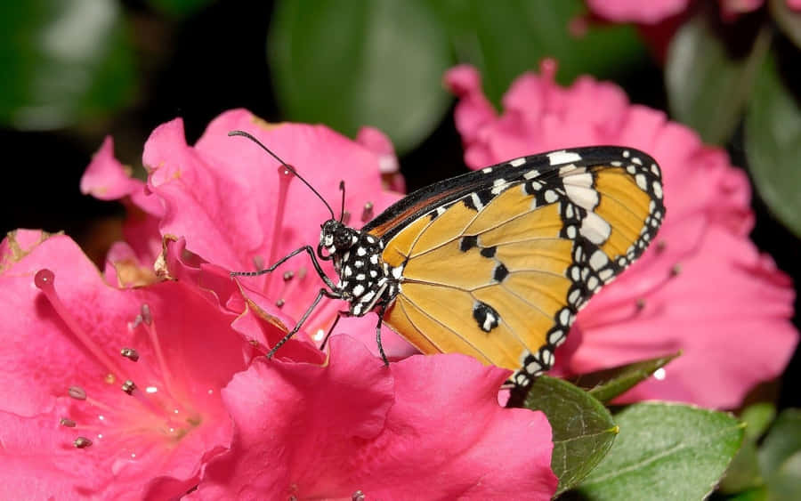 Caption: Vibrant Yellow Butterfly On Purple Flowers Wallpaper