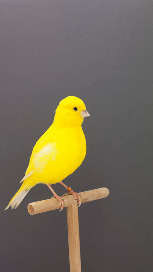 Caption: Vibrant Yellow Canary Perched On A Branch Wallpaper