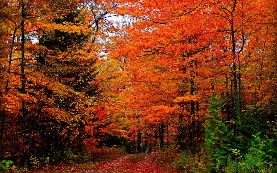 Captivating Autumn Colors In A Serene Forest Wallpaper
