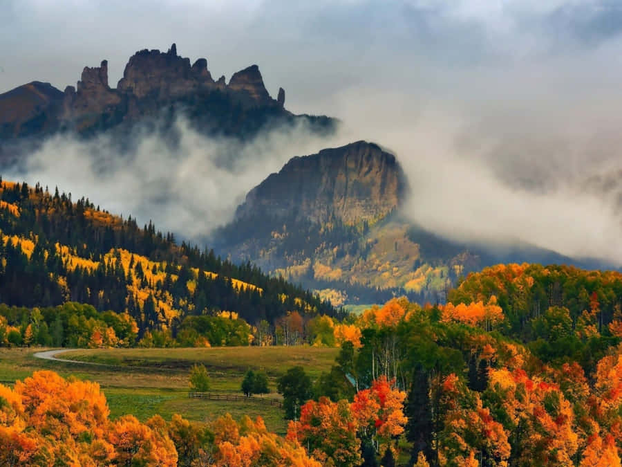 Captivating Autumn Colors In The Forest Wallpaper