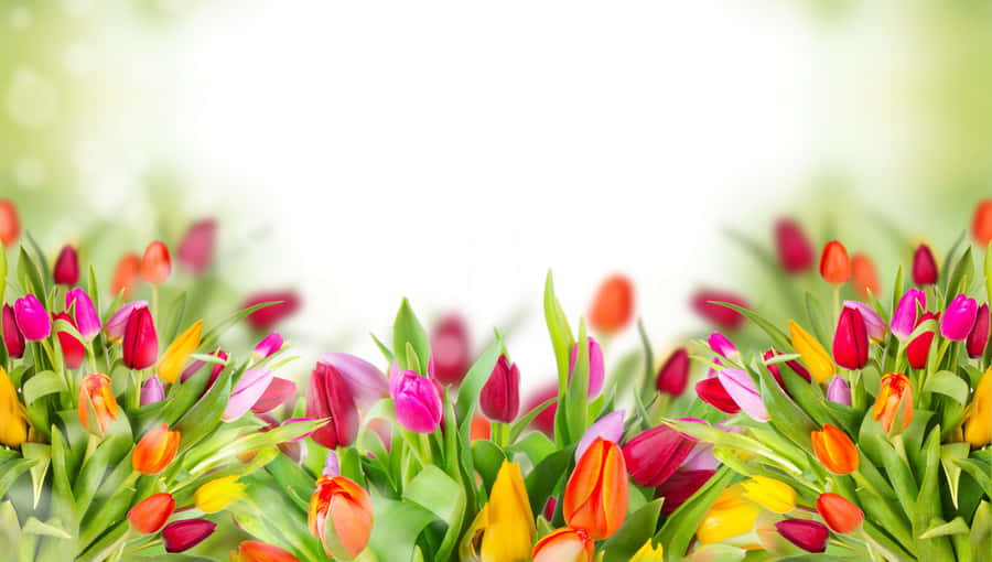 Captivating Bouquet Of Colorful Blooms Wallpaper