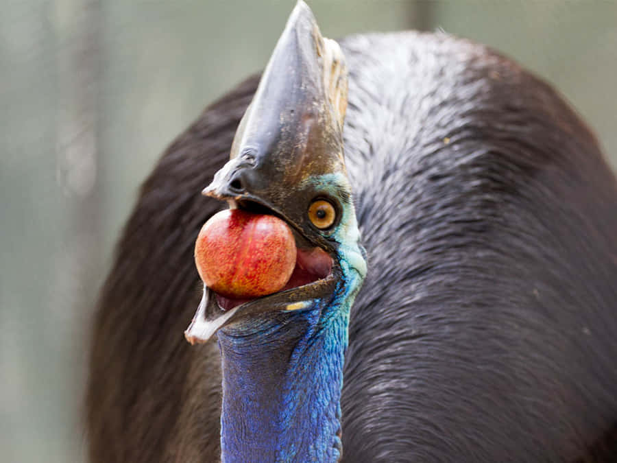 Captivating Cassowary In Its Natural Habitat Wallpaper