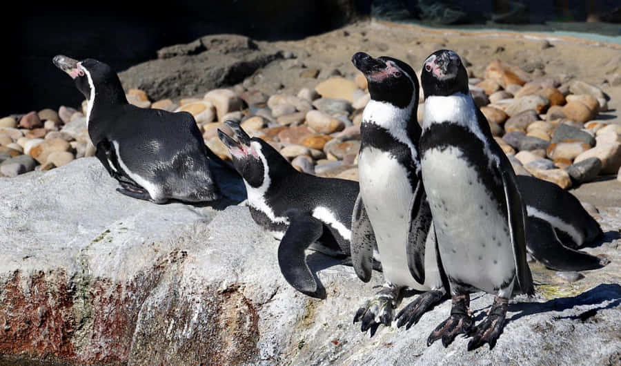 Captivating Close-up Snapshot Of A Galapagos Penguin Wallpaper