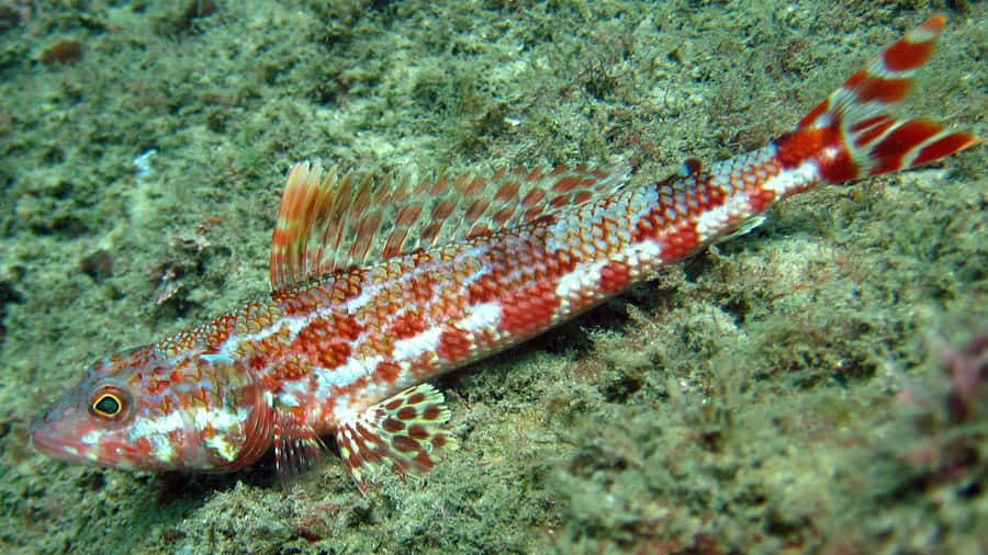 Captivating Deep Sea Lizardfish Wallpaper