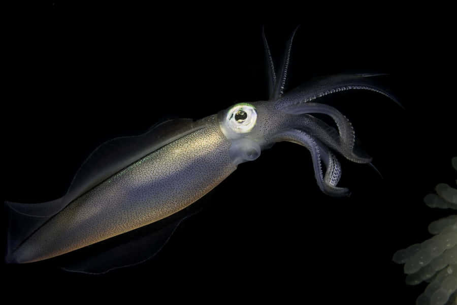 Captivating Depths: Giant Squid In Its Natural Habitat Wallpaper