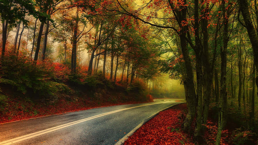 Captivating Fall Foliage In The Forest Wallpaper