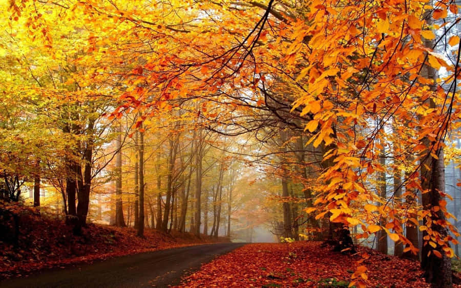 Captivating Fall Trees In Their Autumn Glory Wallpaper