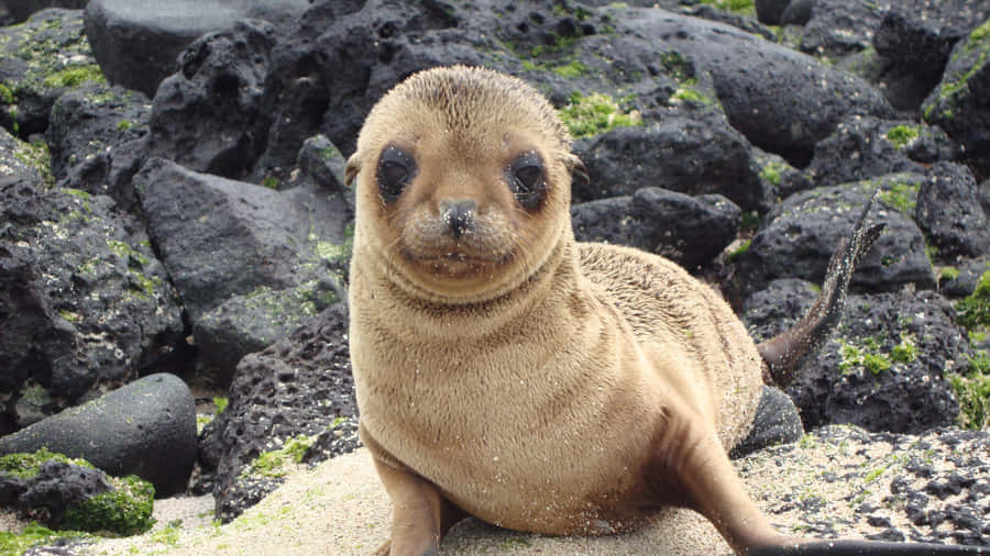 Captivating Fur Seal Of The Galapagos Islands Wallpaper