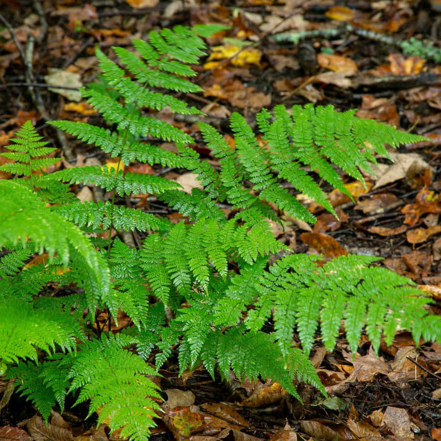 Captivating Green Fern Springs Into Life Wallpaper