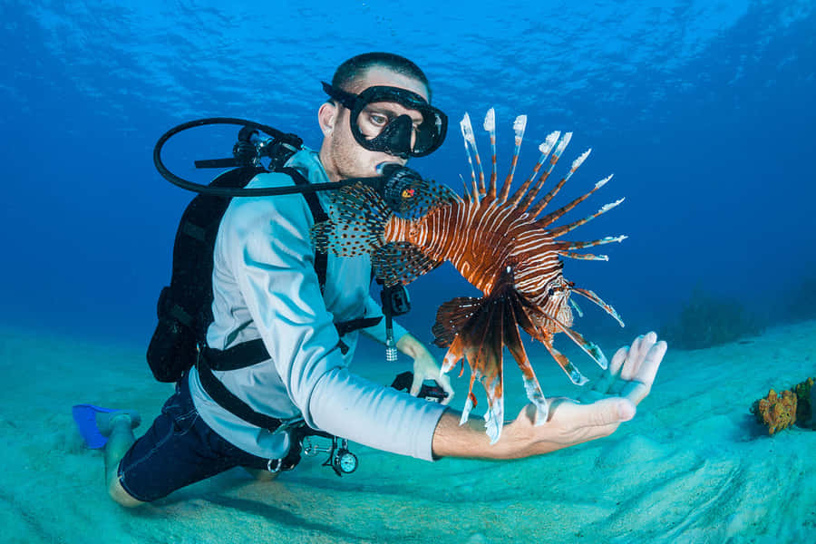 Captivating Lionfish In Its Natural Habitat Wallpaper