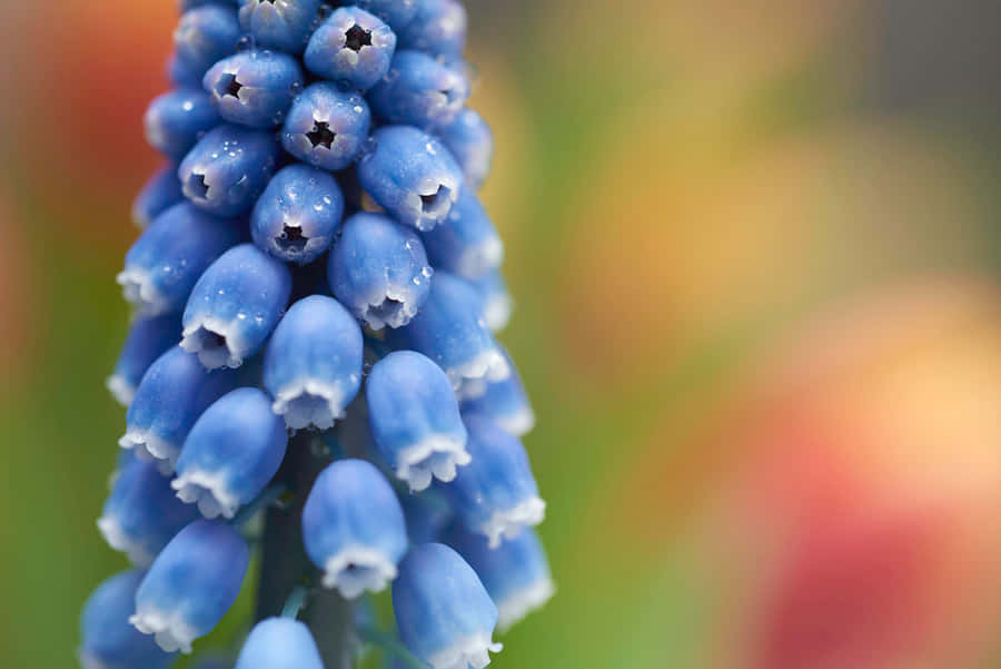 Captivating Macro Beauty Wallpaper