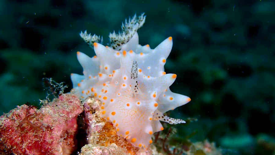 Captivating Nudibranch In The Ocean Depths Wallpaper