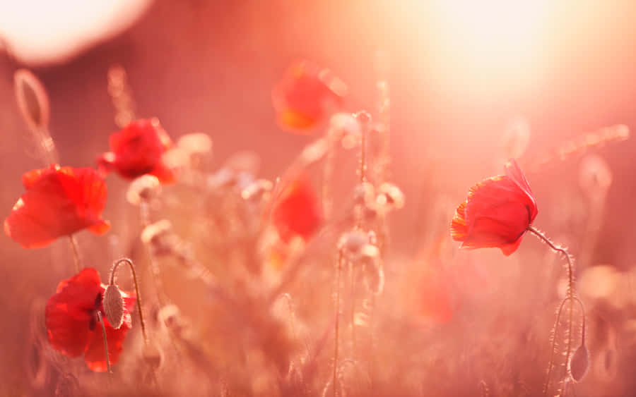 Captivating Poppy Field At Sunset Wallpaper