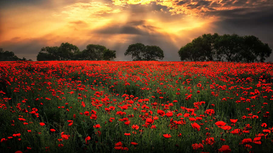 Captivating Poppy Field Wallpaper