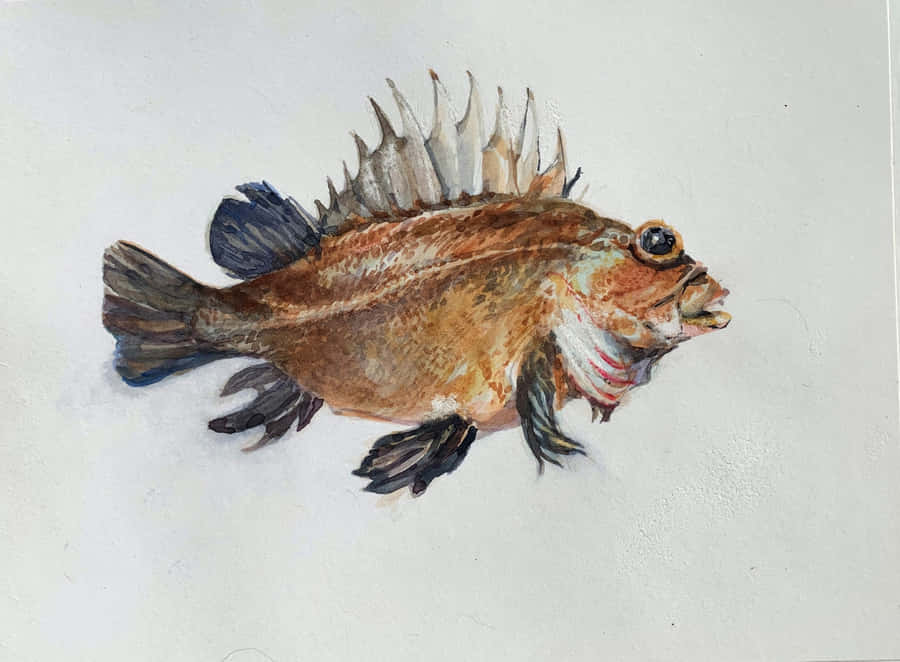 Captivating Quillback Rockfish In Deep Blue Sea Wallpaper