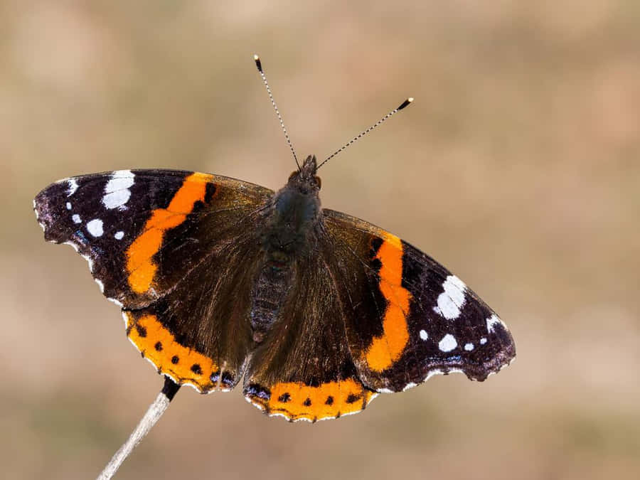 Captivating Red Admiral Butterfly In Nature Wallpaper