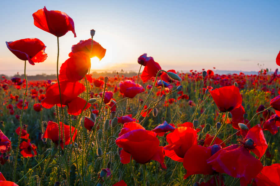 Captivating Red Poppy Field At Sunset Wallpaper