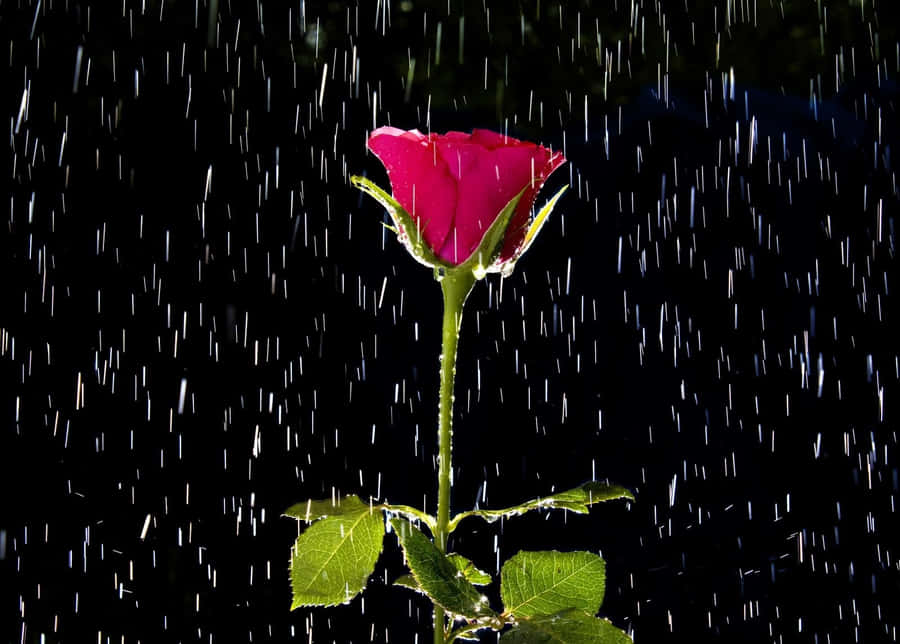 Captivating Rose In Rain Wallpaper Wallpaper