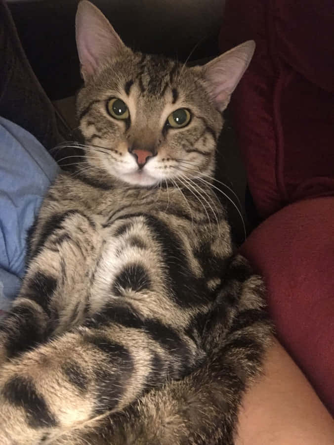 Captivating Sokoke Forest Wallpaper