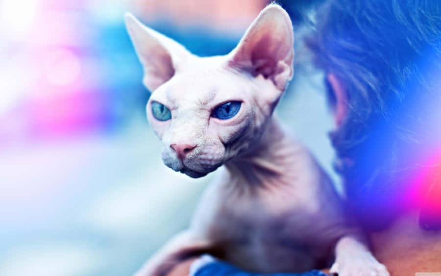 Captivating Sphinx Cat Wallpaper
