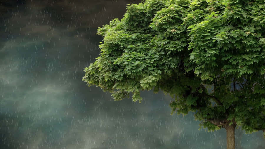 Captivating Spring Rain Atmosphere Wallpaper