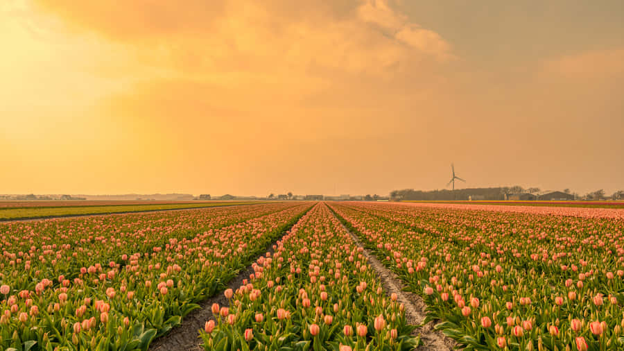 Captivating Tulip Field At Sunset Wallpaper