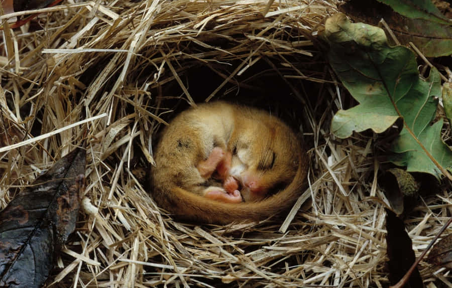 Captivating View Of A Bear Hibernating In Its Den Wallpaper