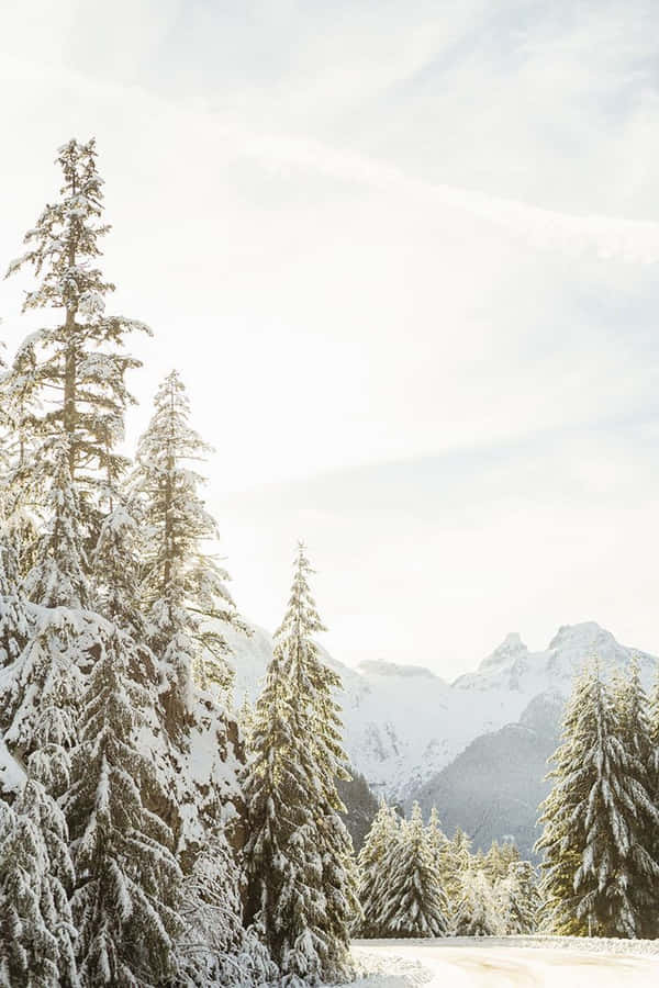 Captivating Winter Wonderland Wallpaper