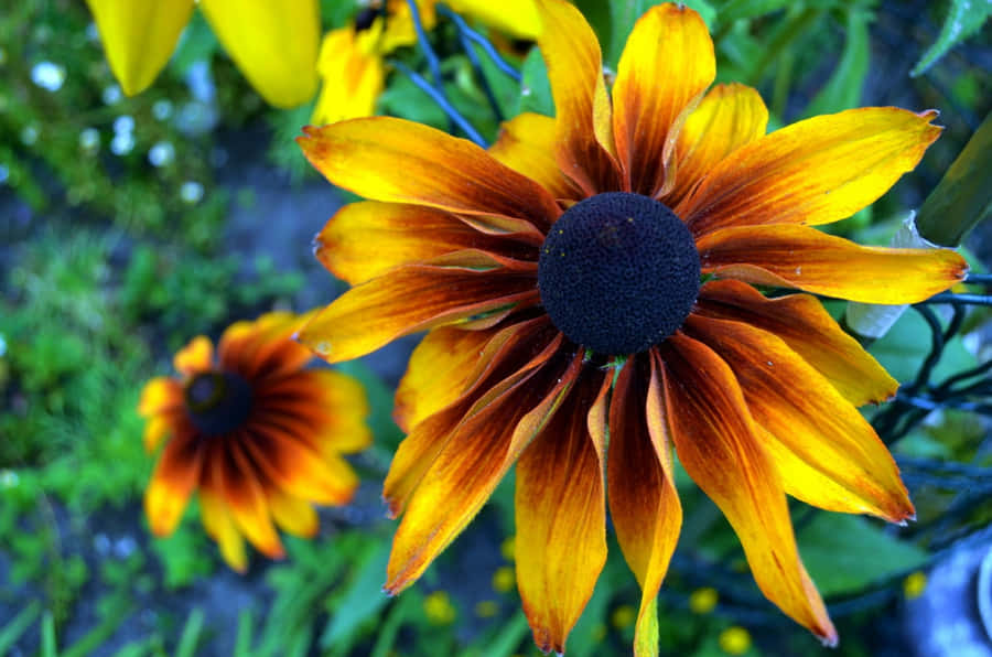 Captivating Yellow Coneflower In Full Bloom Wallpaper