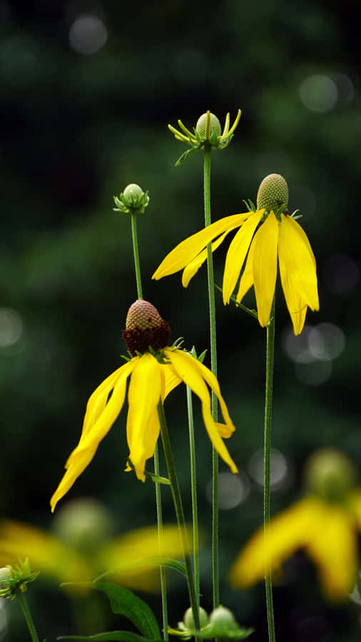Captivating Yellow Coneflowers In Full Bloom Wallpaper