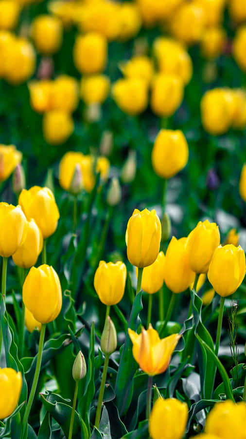 Captivating Yellow Tulips Wallpaper