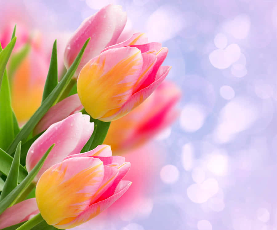 Captivating Yellow Tulips In Full Bloom Wallpaper