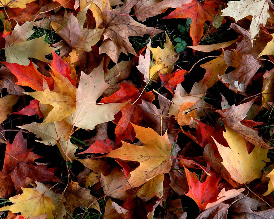Capture Nature's Beauty With This Photo Of Vibrant Fall Leaves Wallpaper