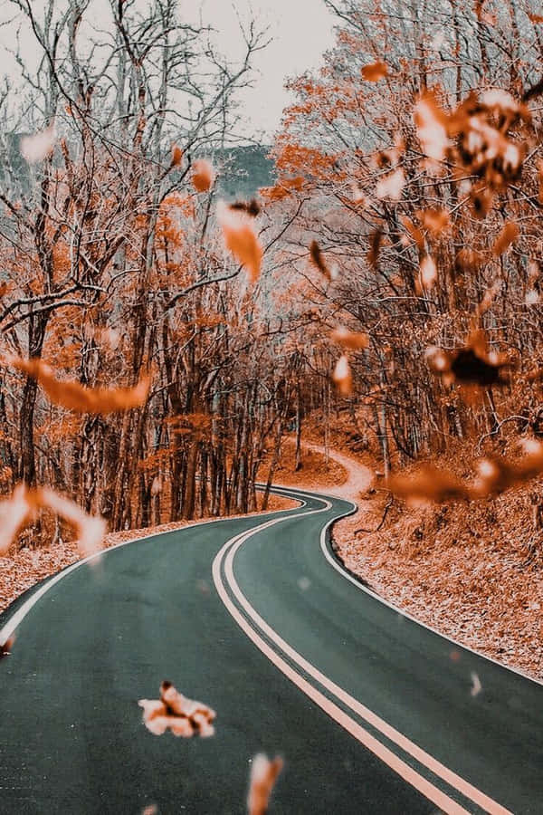 Capture The Beauty Of Vintage Autumn With This Vibrant Photograph Of A Forest In Autumn Foliage Wallpaper