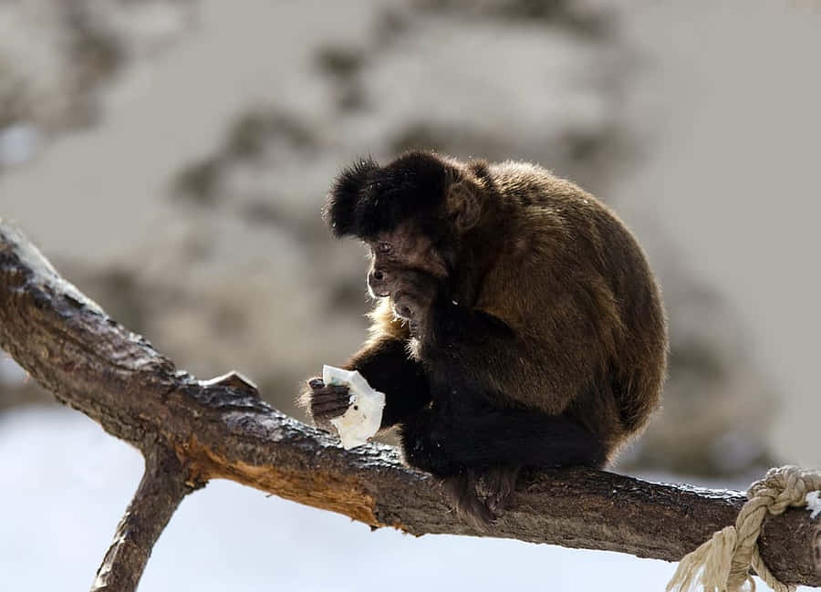 Capuchin Monkey Eatingon Branch Wallpaper