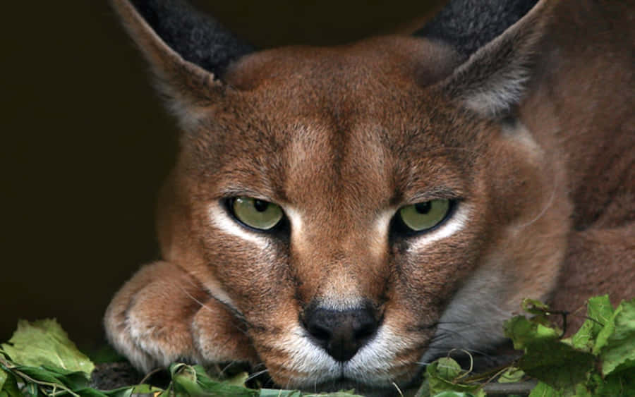 Caracal Cat Resting Wallpaper