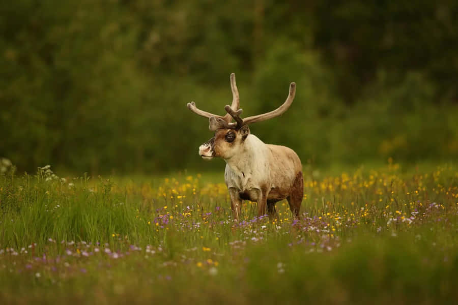 Caribouin Wildflower Meadow Wallpaper