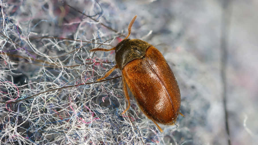 Carpet Beetleon Fabric Wallpaper