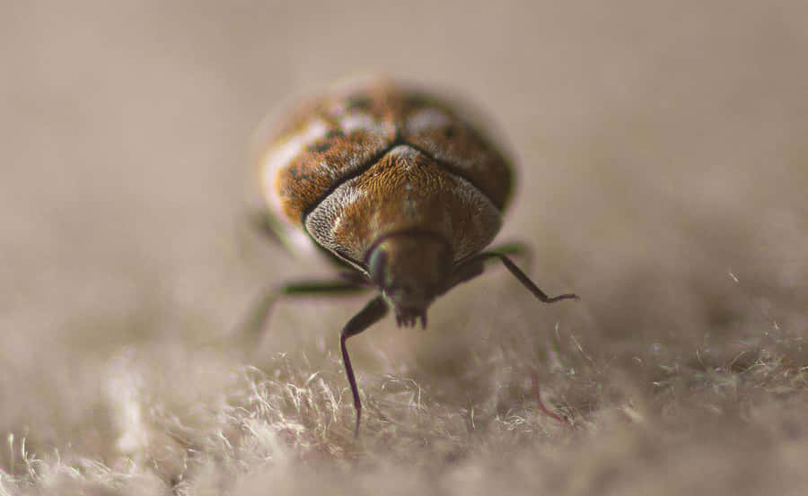 Carpet Beetleon Fabric Wallpaper