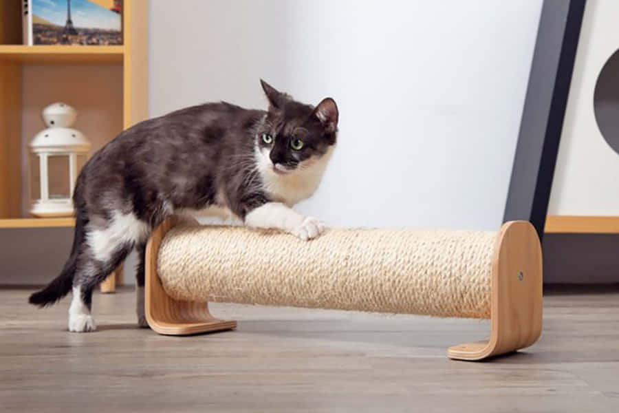 Cat Enjoying A Deluxe Scratching Post Wallpaper